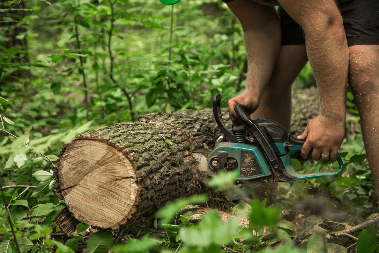 Trusted Prudenville, MI Tree Service Experts